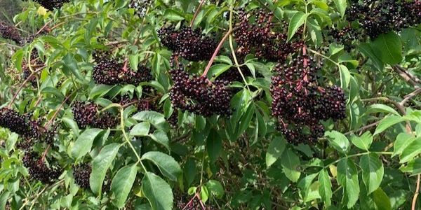 wisconsin wild elderberry