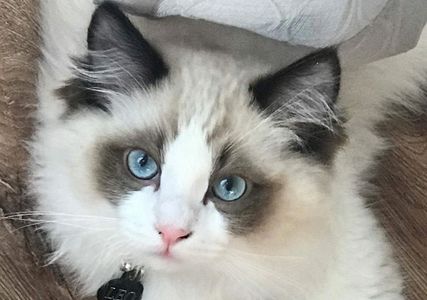 Do Ragdoll cats shed? Get the answers you need here!