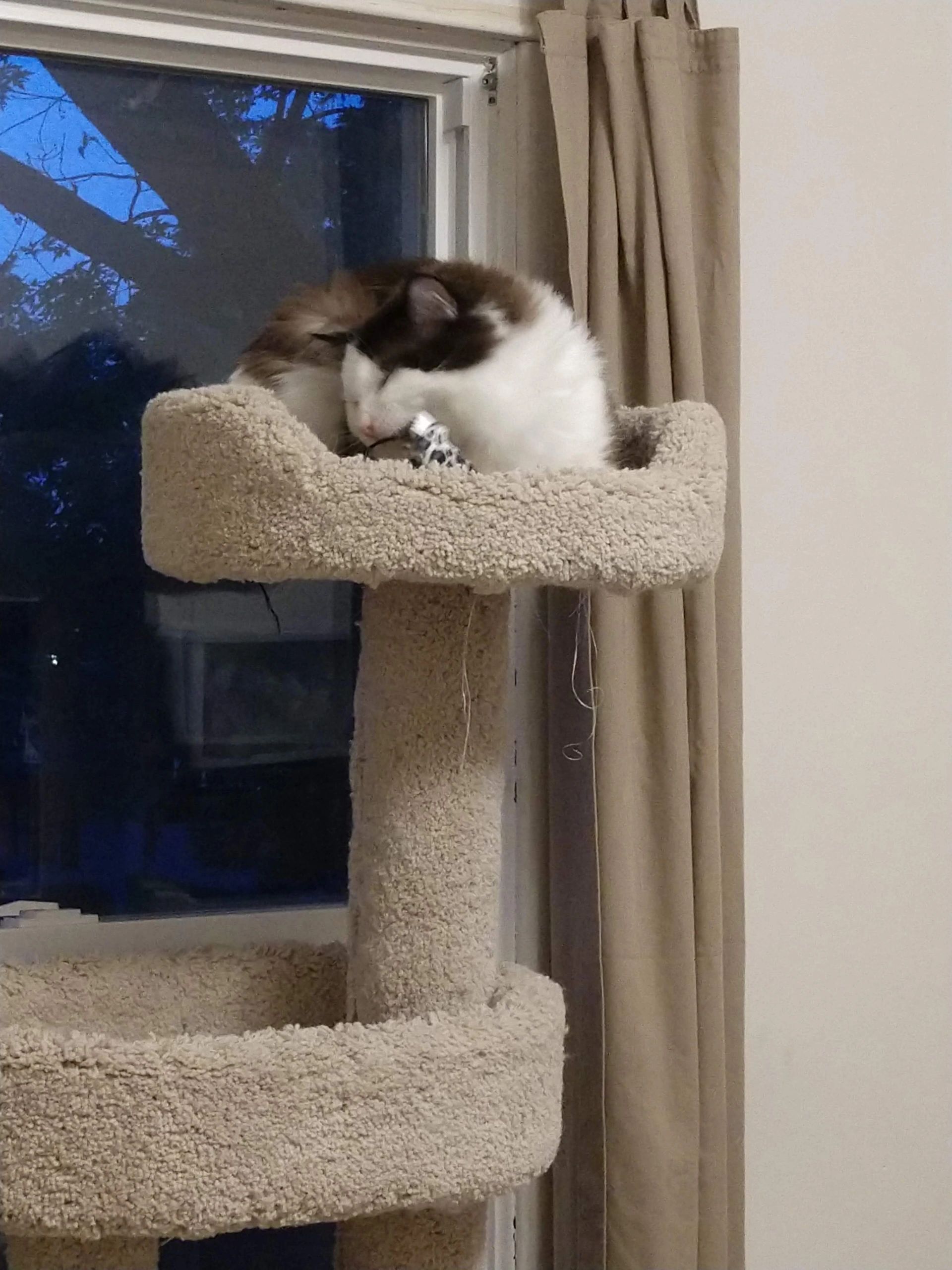 macushla ragdolls