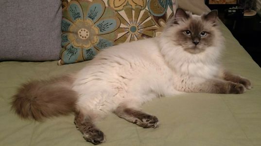 Ragdoll, blue point, cat