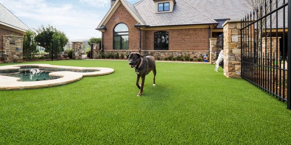 happy dog enjoying a clean turf backyard