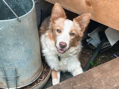Petra enjoys finding places to relax while watching us do chores on the farm.