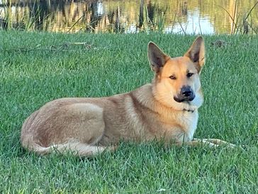 A tan dog lying on green grass near water.