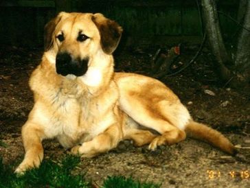 Large tan dog lying on the ground outdoors.
