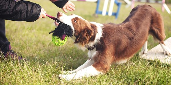 Dog training best sale around me