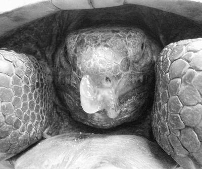 tortoise with respiratory infection