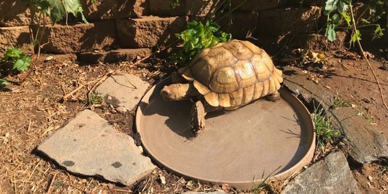 sulcata tortoise in water dish in ramona califorina