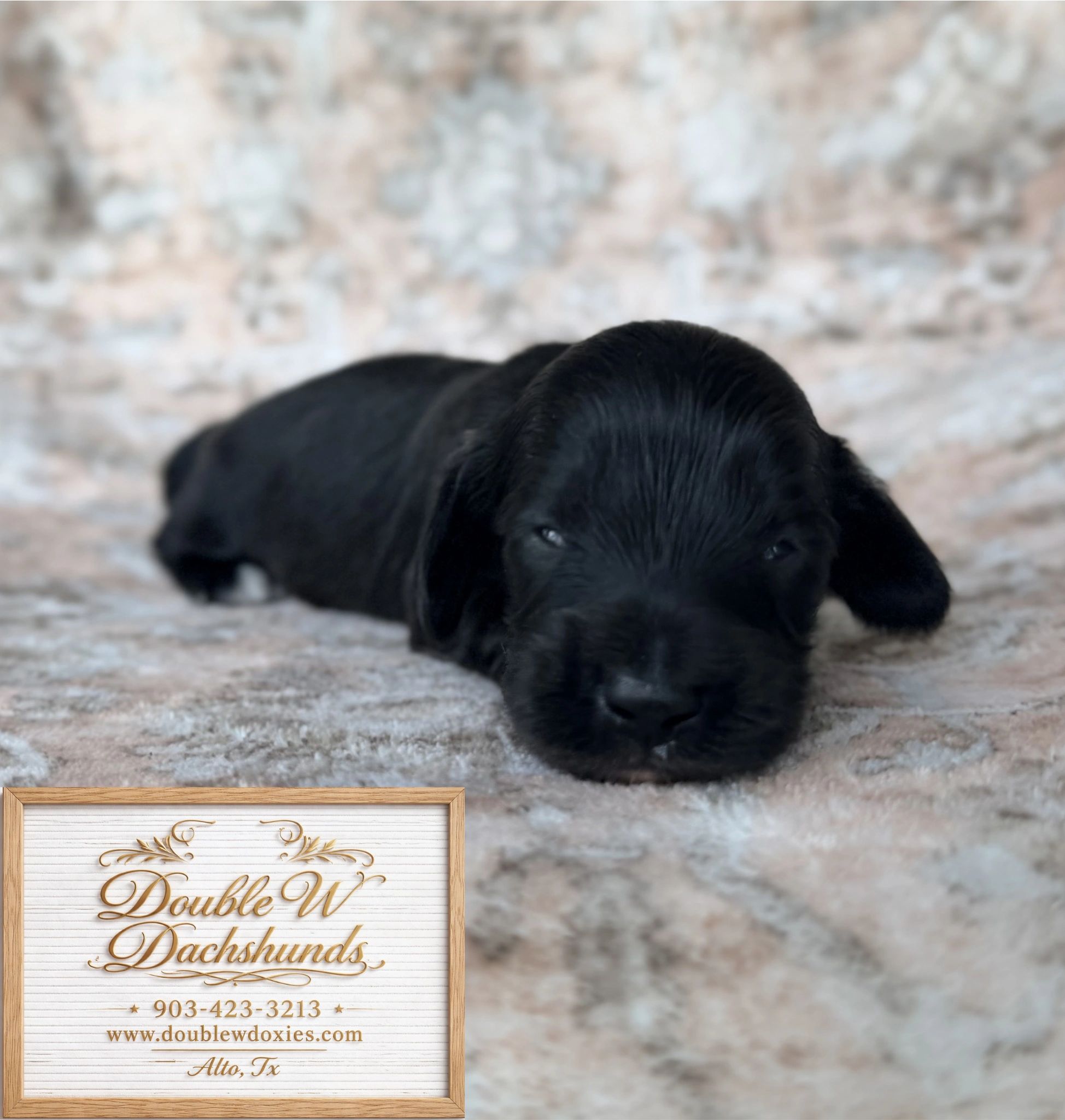 Adorable black Dachshund puppy resting on a carpet.