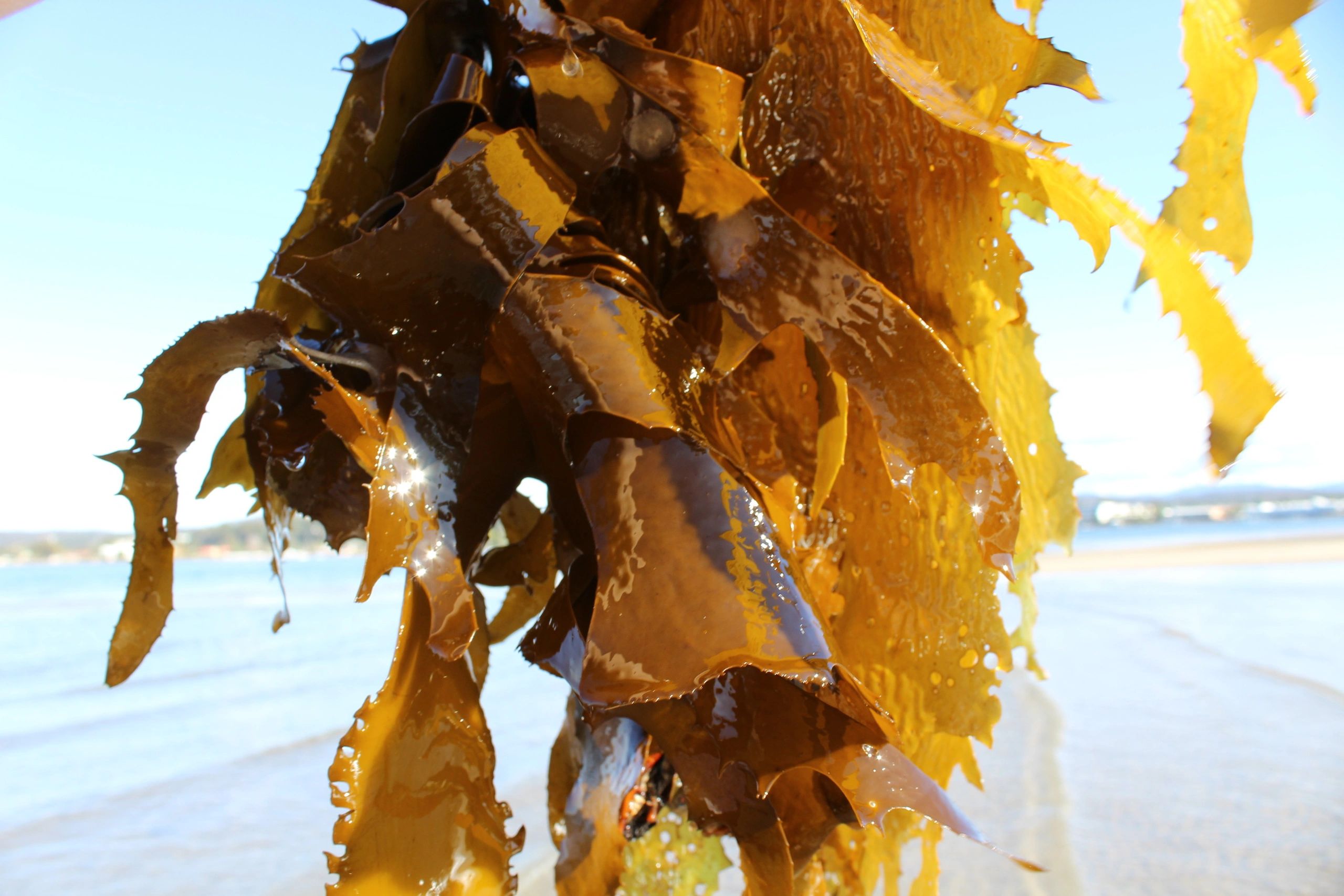 South Coast Seaweed Kelp, Dried Seaweed, Seaweed Good for You