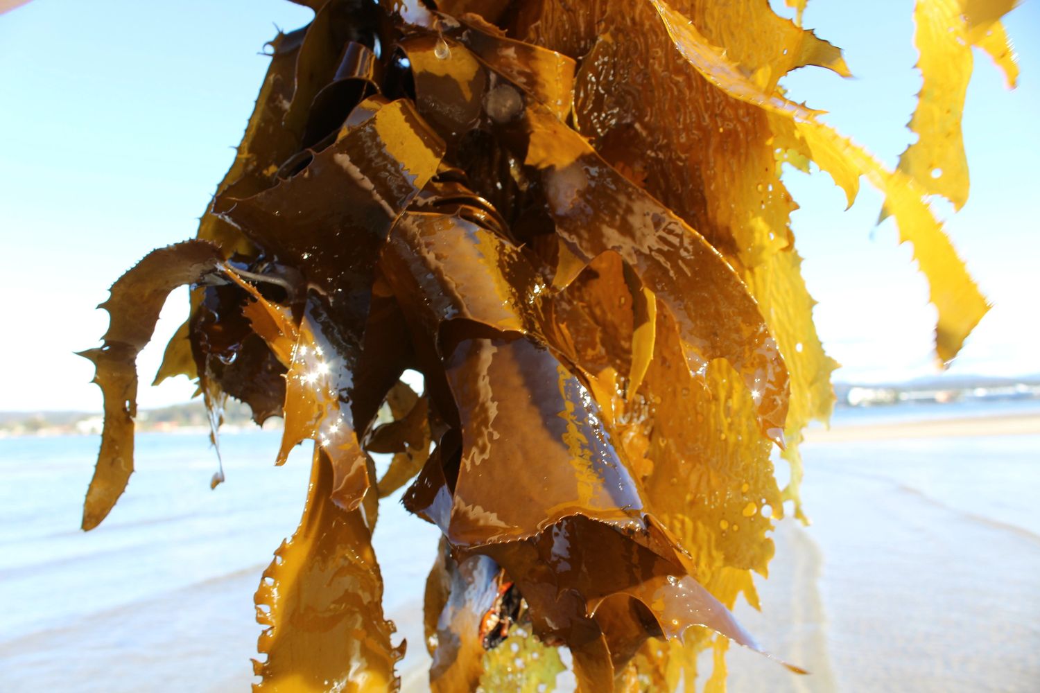 South Coast Seaweed Kelp, Dried Seaweed, Seaweed Good for You