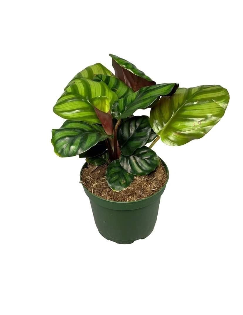 Calathea Rotundifolia 6"