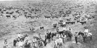 Cattle Drive