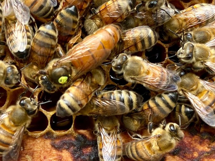 Queen bee surrounded by her attendants