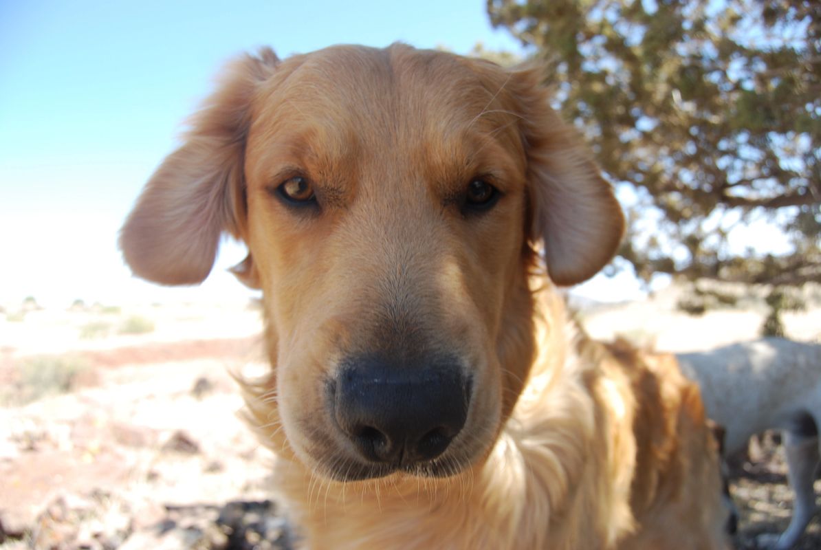 American - Flat Bully Stick - Dog Treat - Dog Chew - USA – Canine Styles