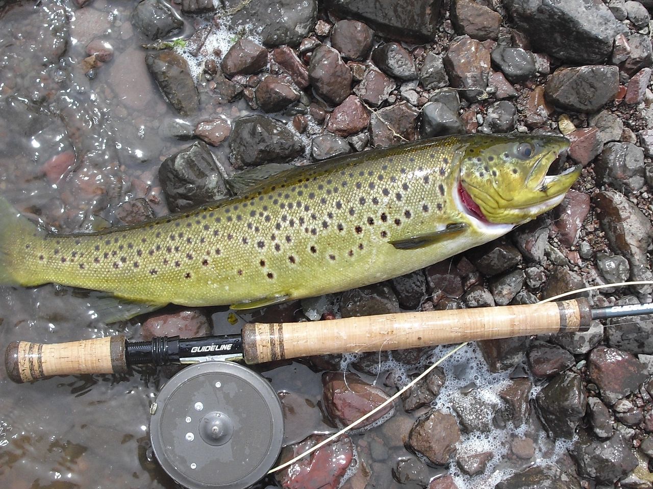 To Spey or not to Spey - Bighorn Trout Shop