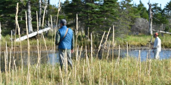 salmon
Newfoundland
Atlantic salmon
trout 
fly fishing 
St John's 
guides
sea-trout
Avalon