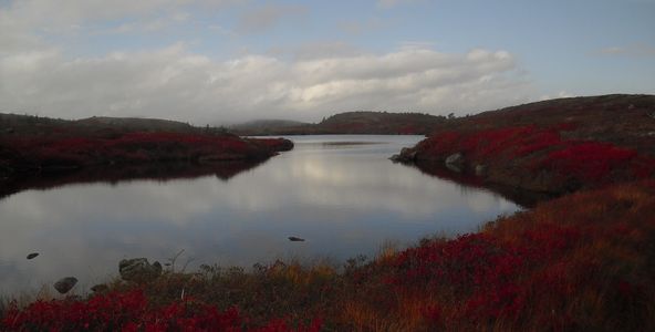 trout
barrens
fly fishing
St. John's
guides
guiding
brook trout
Newfoundland
Petty Harbour
Avalon