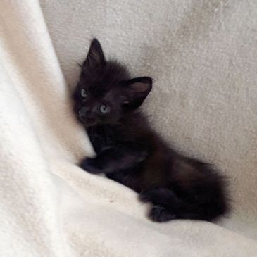 Ebony found near death by dustbins.