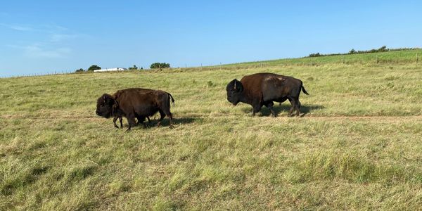 bison on open field