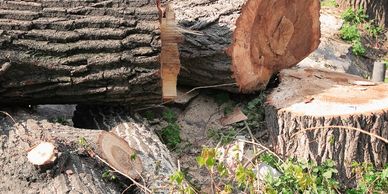 tree stump cutting logs