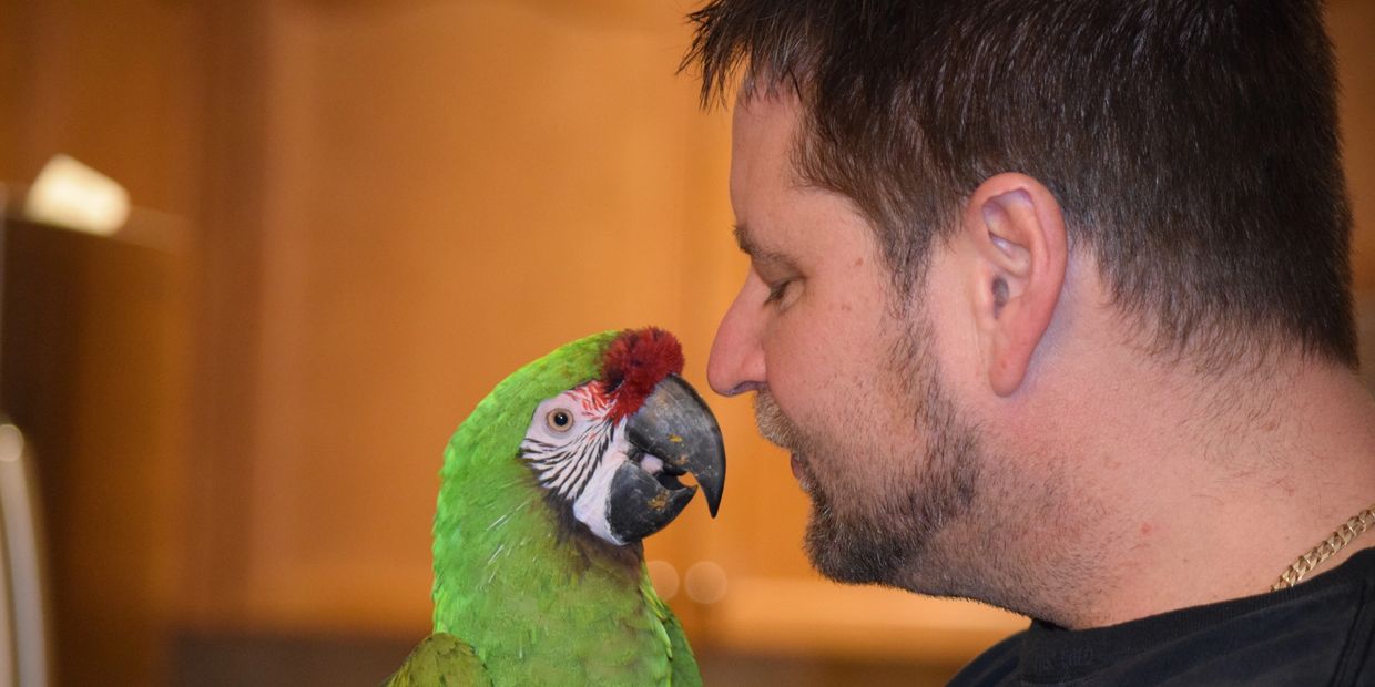 Bird Sitting, Bird Care, Parrot Perch Perfect Hamilton, Ontario