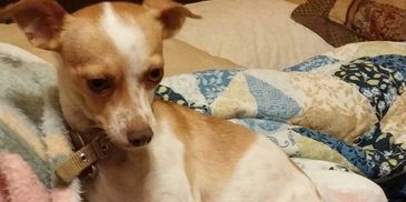 brown chihuahua sitting on bed