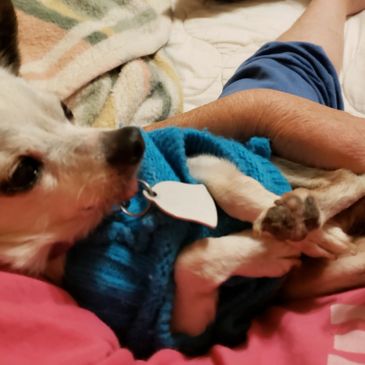 white chihuahua on a blue sweater