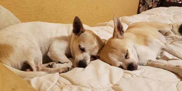 two chihuahuas on a bed sleeping