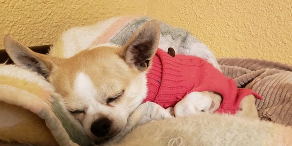 chihuahua dressed on a red vest