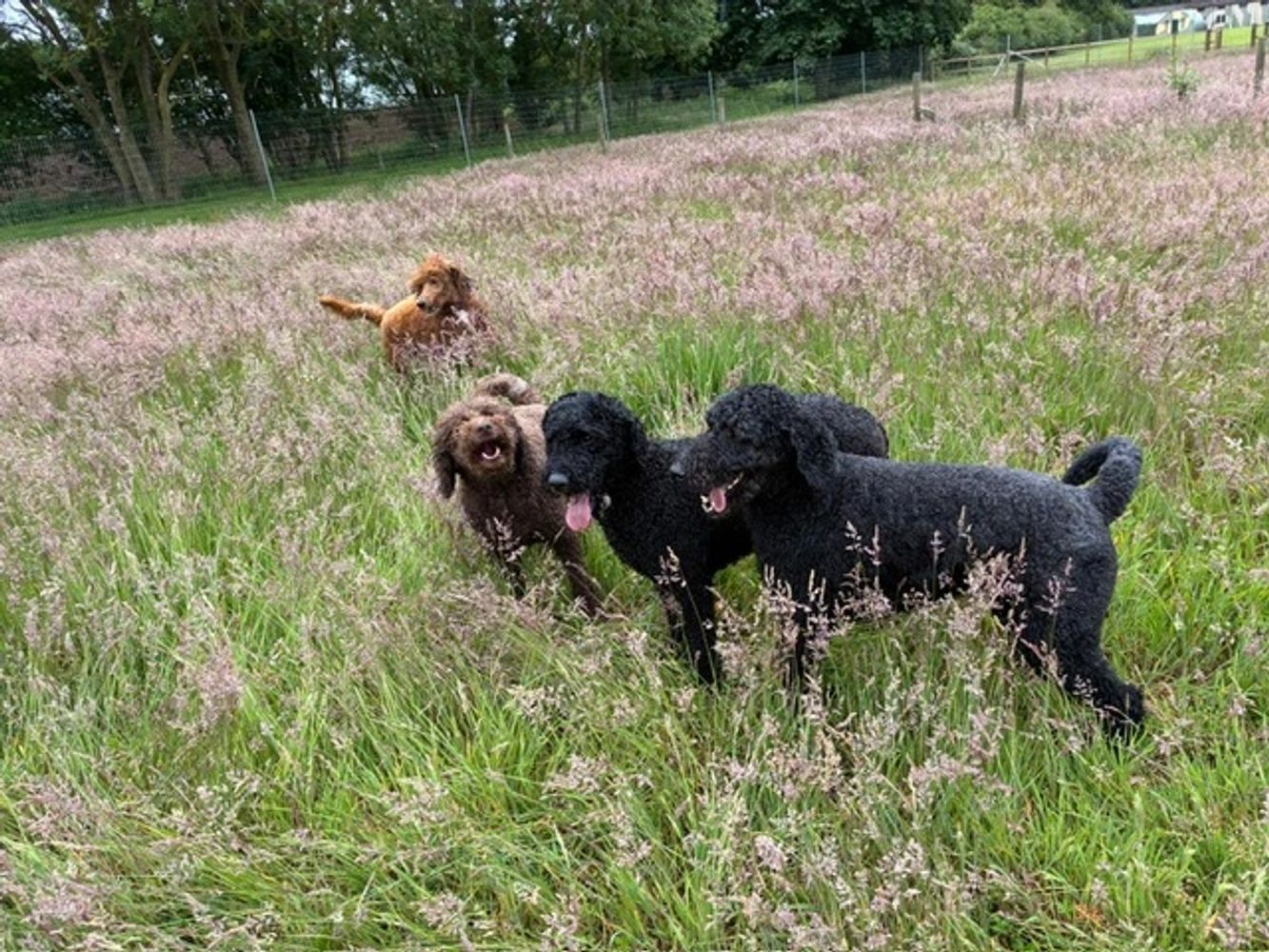 Four playful dogs in a grassy field with purple flowers.
