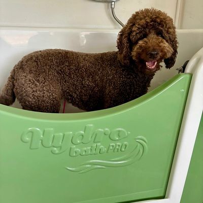 A happy brown curly-haired dog standing in a green Hydro Bath Pro tub.