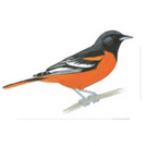 Oriole Golf & Tennis Club Condominium Two Association, Inc.
