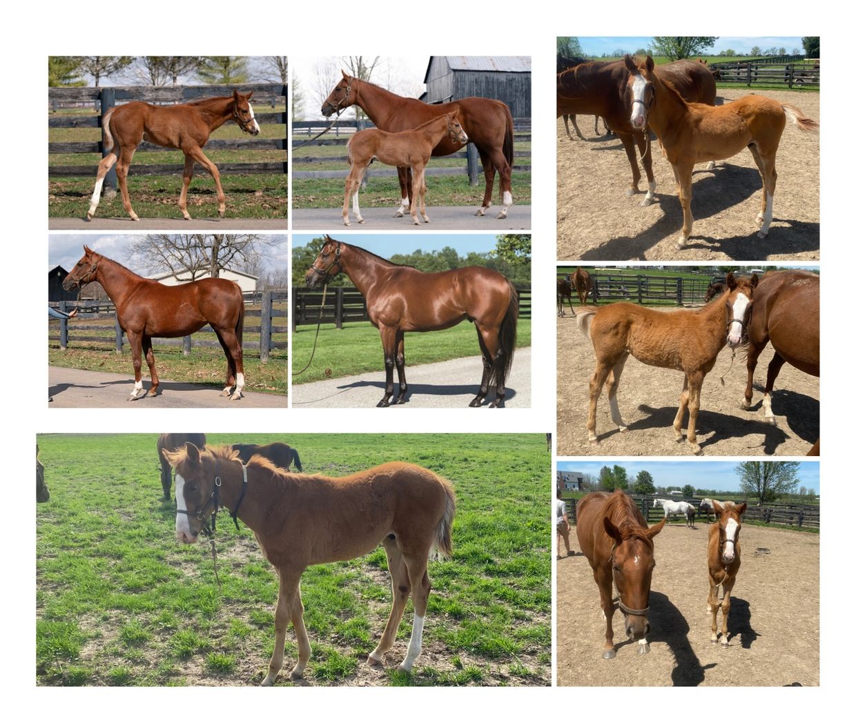 Forever Young Racing - online