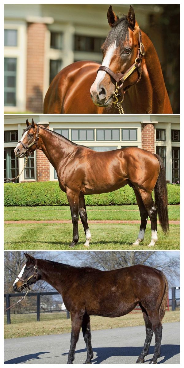 Forever Young Racing - online