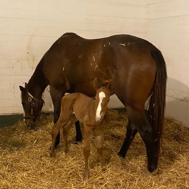 Homeroom Angel with newborn filly 2/2024