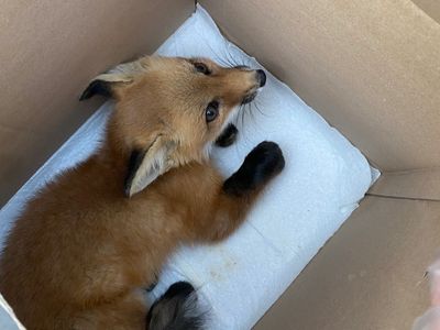 Hoosier Wildlife Rescue and Rehabilitation Hoosier Wildlife Rescue and Rehabilitation
