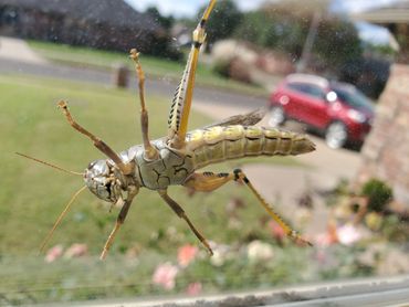 Big grasshopper here in October.