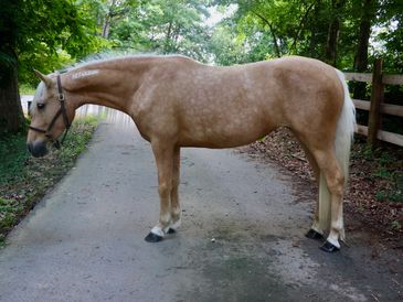 A light brown horse standing on a path surrounded by greenery.