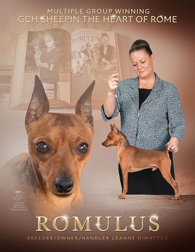 Showcasing Romulus, a multiple group-winning dog with handler Leanne DiMatteo.