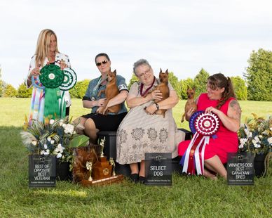 Three women with award-winning dogs at a dog show, holding ribbons and trophies outdoors.