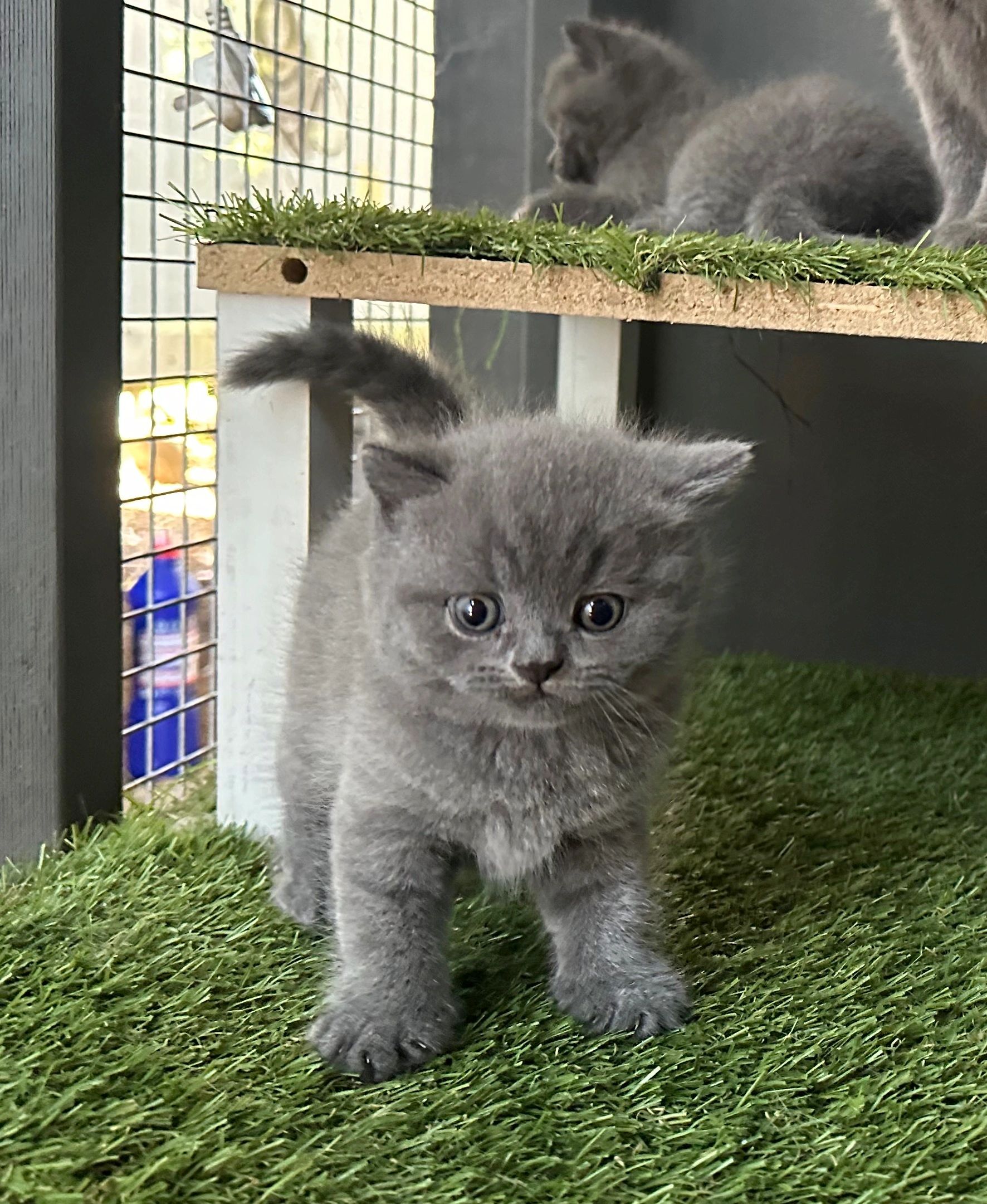 Fascinating British Shorthair Kitten For Sale Pictures