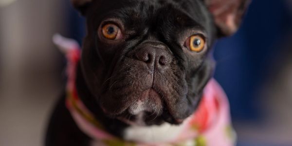 Lucy