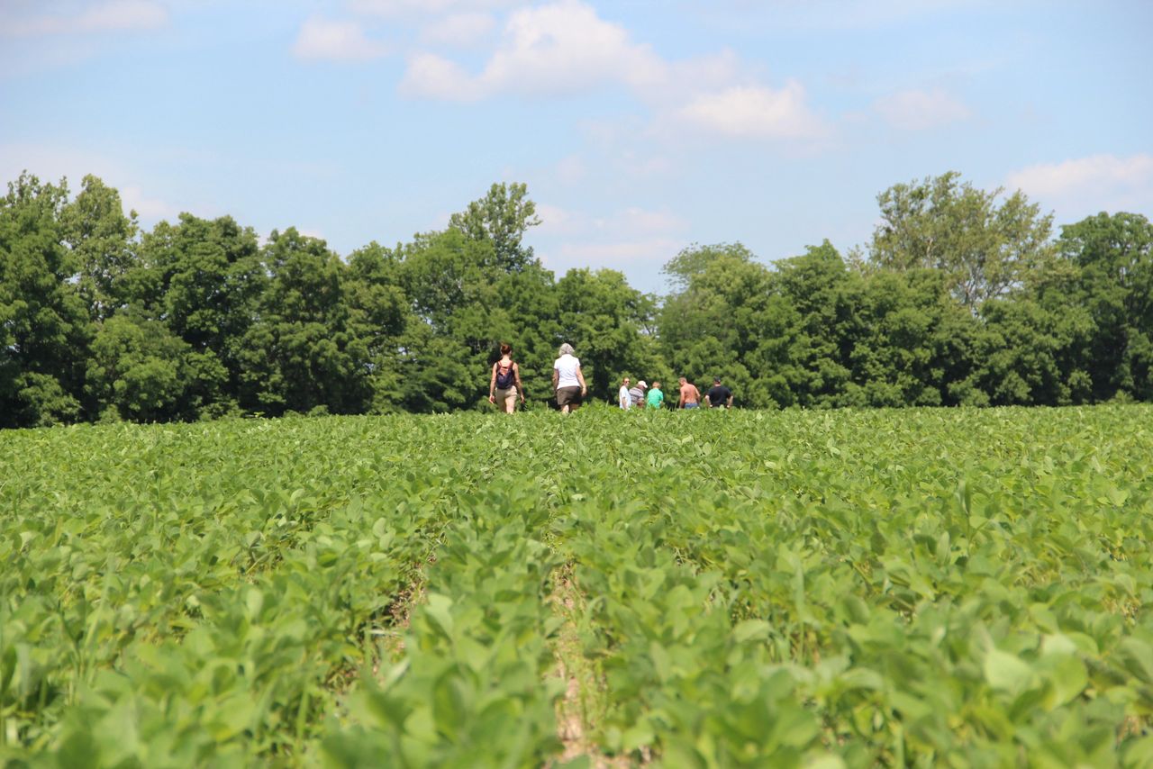 Soy bean fields of the Robert H. Jamsion Farm located in Versailles, Ohio.