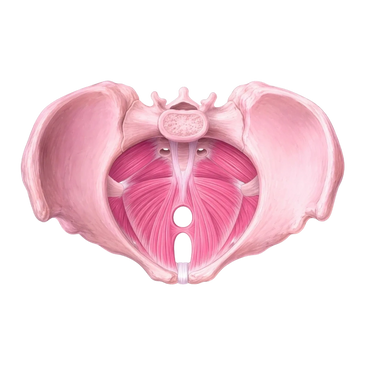 Anatomical illustration of the pelvic floor muscles within the pelvic bone.