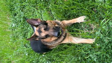 German Shepherd lying in the grass with a ball in its mouth.