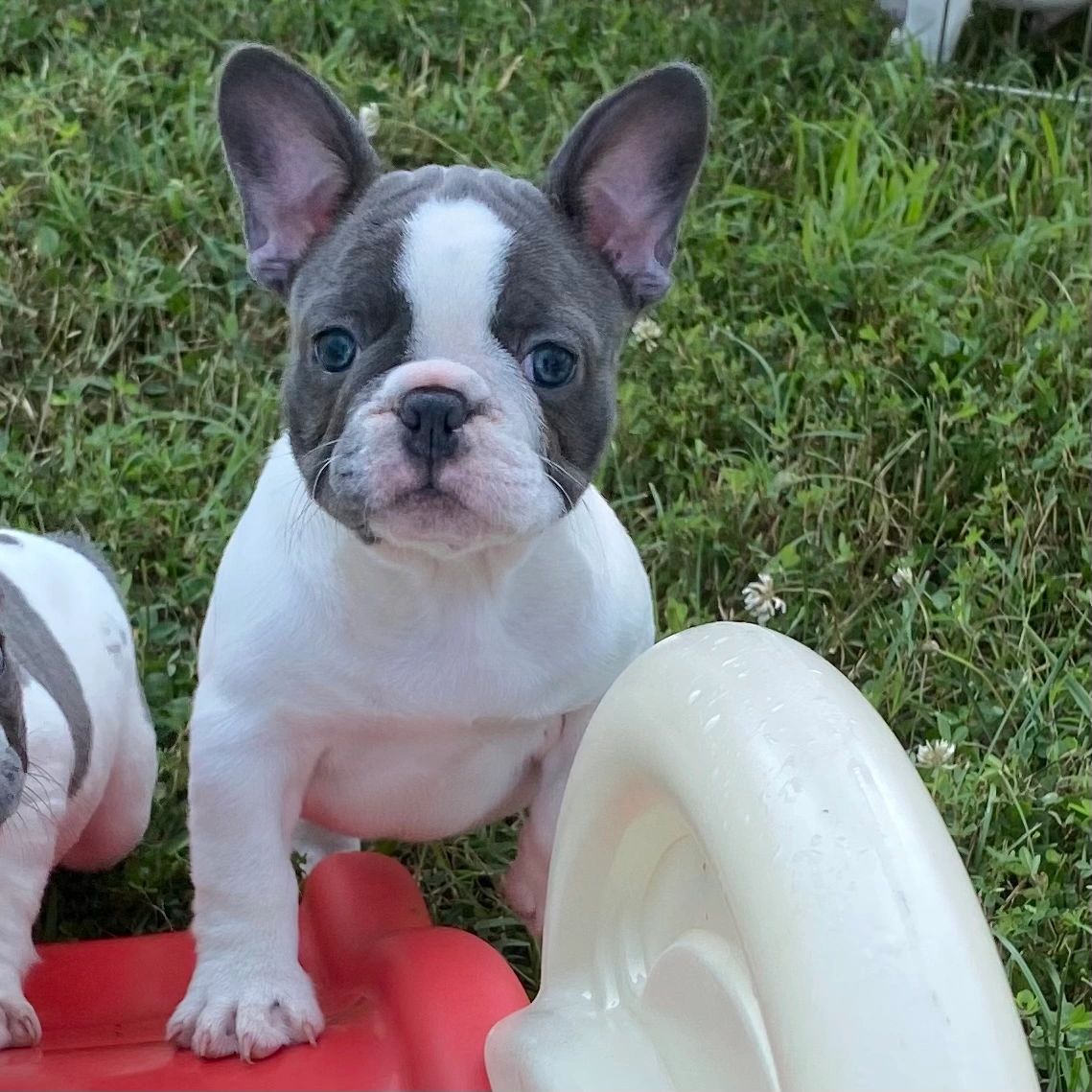 A Cozy Kennel French Bulldog Puppies, Frenchies for Sale