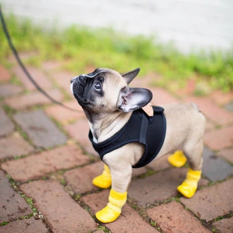 french bulldog for sale md