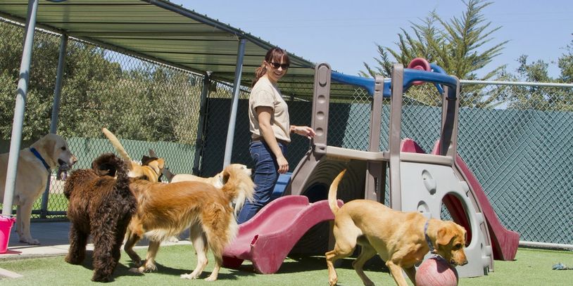 A female staff member at a kennel supervises several large dogs playing together.
