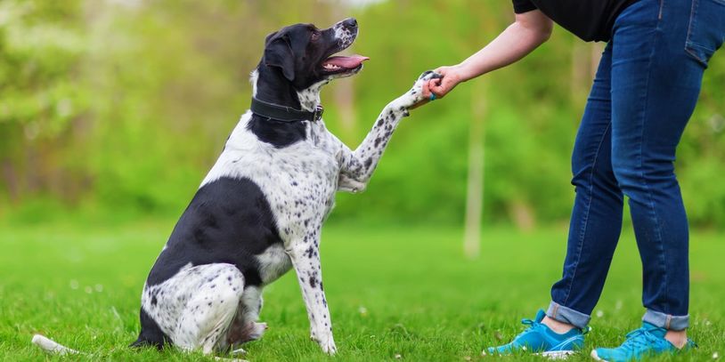 mixed breed dog gives a woman the paw
