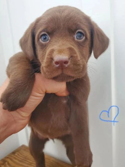 White Yellow Chocolate Black Pure Breed AKC Lab Puppies for Sale in Tampa Orlando Jacksonville FL